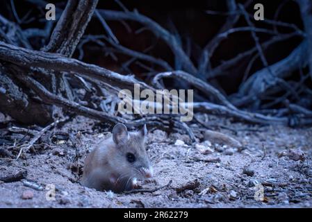 Northern Grasshopper mouse, Socorro, New Mexico, USA. Foto Stock