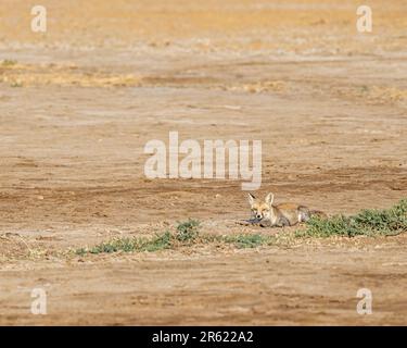 Un'adorabile volpe rossa su un pezzetto di erba nel deserto dorato Foto Stock