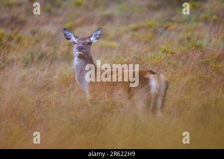 Una crosta di cervo rosso si trova in un campo di erba marrone, guardando fuori in lontananza Foto Stock