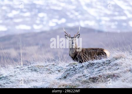 Una splendida Red Deer Stag si erge orgogliosamente con il suo maestoso set di corna illuminate dalla luce soffusa dell'inverno Foto Stock