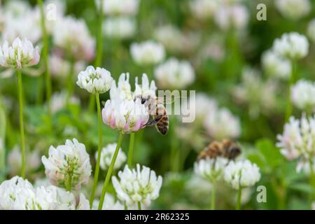 Api mellifera (Apis mellifera) insetti impollinatori nettaring su bianco trifoglio fiori selvatici (Trifolium repens) Foto Stock