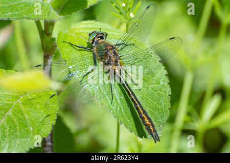 Libellula smeraldo discendente (Cordulia aenea) che riposa su foglia in Hampshire, Inghilterra, Regno Unito Foto Stock