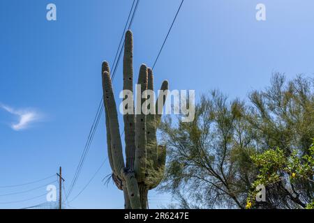 grande cactus saguaro maturo con linee elettriche che attraversano le braccia del cactus Foto Stock