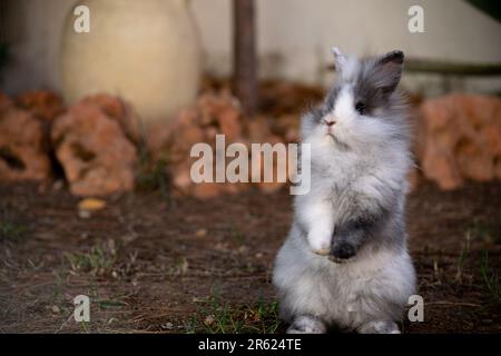 Un piccolo coniglio bianco e marrone in piedi in verticale in un campo di sterrato Foto Stock