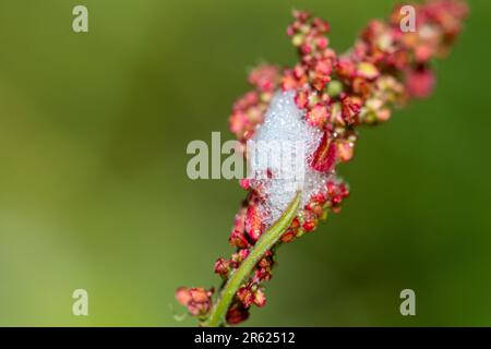 Lo sputo a cucù, un liquido schiumoso bianco secreto dalle ninfe di veri insetti che succhiano linfa noti come schiumatori (o spittlebugs) Foto Stock