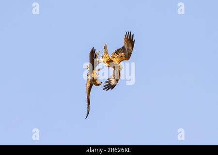 Un aquilone nero (Milvus migrans) e un aquilone rosso (Milvus milvus) che combattono in volo per il territorio Foto Stock