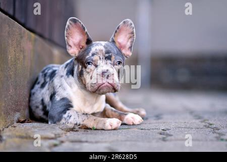 Giovane blu merle tan cane Bulldog francese Foto Stock