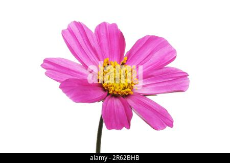 Primo piano di un fiore di cosmo magenta e giallo isolato contro il bianco Foto Stock