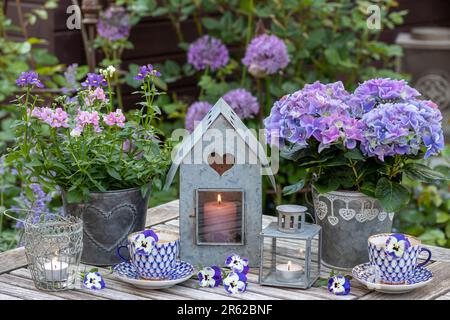 allestimento vintage con tazzine in porcellana, fiore viola di idrangea e nemesia in pentole e lanterne di zinco in giardino Foto Stock