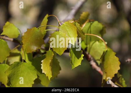 Ramo di primavera di Aspen comune. Populus tremula. Primo piano fresche foglie verdi di eurasiatica, europea o di aspen in quaking. Nuovo concetto di vita per naturale Foto Stock