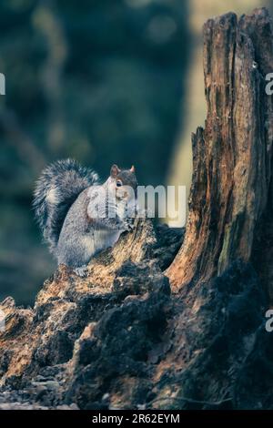 Uno scoiattolo curioso arroccato in cima ad un ceppo di albero che tiene dal legno Foto Stock