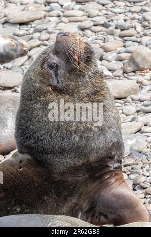 Leone del Mare del Sud - adulto, maestro di spiaggia Foto Stock
