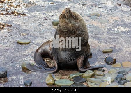 Southern Sea Lion Foto Stock