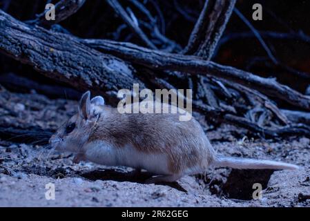 Northern Grasshopper mouse, Socorro, New Mexico, USA. Foto Stock