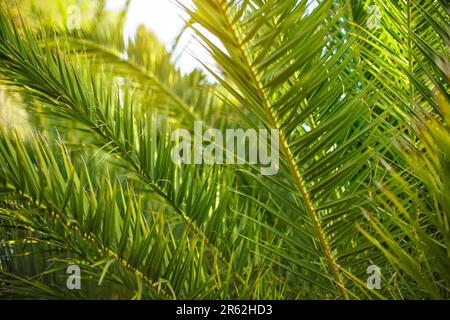 Foglie di palma verdi, il sole splende sullo sfondo, solo poche lame focalizzano lo sfondo tropicale astratto Foto Stock