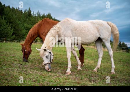Due cavalli arabi - bianchi e marroni dietro - pascolo su prato estivo, sfocato sfondo foresta di conifere Foto Stock