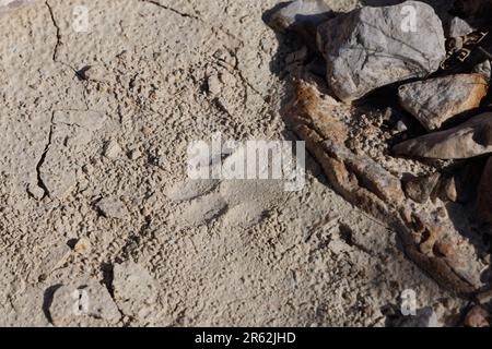 Mountain Lion Track, Quebradas Backcountry Byway, Socorro County, New Mexico, USA. Foto Stock