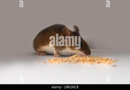 I topi sono noti parassiti dell'agricoltura e delle famiglie, agente trasmittente. Roditori danneggiano i grani, le verdure e le frutte su una scala voluminosa. Legno Mous Foto Stock