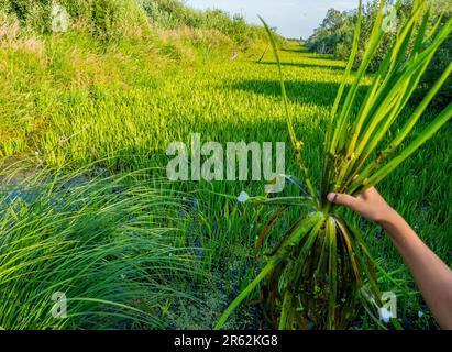 Ristagno di acqua. Questo ex canale di drenaggio si è insabbiato ed è cresciuto con soldato di acqua dolce (Stratiotes aloides) e divenne invalicabile. Lea Foto Stock