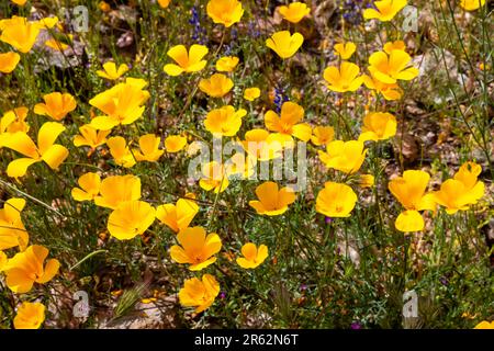 Arizona papavero (Kallstroemia grandiflora) fiorisce vicino a Black Canyon City, Arizona in una bella giornata di primavera. Foto Stock