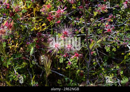 Baja Fairy Duster (Calliandra californica) fiorisce vicino a Black Canyon City, Arizona in una bella giornata di primavera. Foto Stock