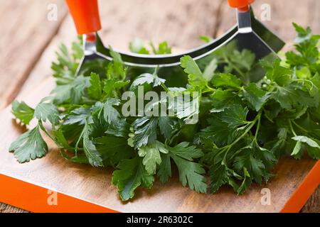 Fascio di prezzemolo fresco a foglia piatta su tagliere di legno con coltello alle erbe di mezzaluna (fuoco selettivo, fuoco sulle foglie nella parte anteriore) Foto Stock