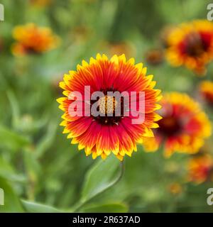 La gerbera è originaria di Transvaal ed è comunemente conosciuta come la margherita di Transvaal. Le varietà coltivate in commercio provengono da ibridazioni con s. Foto Stock