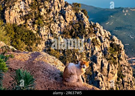 Gatto sulle scogliere sopra, Kaş Via Licia, Kaş, Turchia Foto Stock