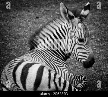 Bianco e nero, Zebra Calgary Zoo Alberta Foto Stock