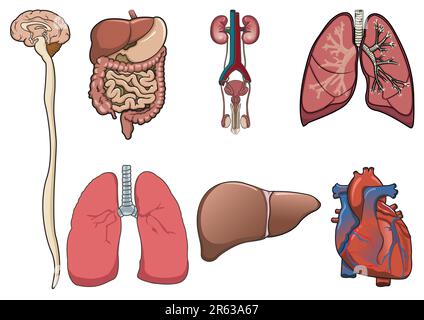 L'organo umano è costituito da cervello, polmoni, cuore, apparato digerente e rene in vettore Illustrazione Vettoriale