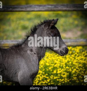 Un cavallo islandese nero appena nato, sporco Foto Stock