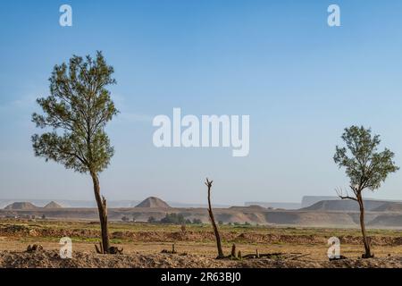 Alberi del deserto - viste mattutine Foto Stock