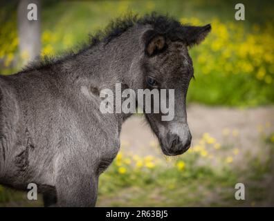 Un cavallo islandese nero appena nato, sporco Foto Stock