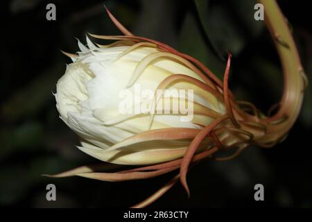 Brahma Kamal o Regina della Notte (Epiphyllum oxipetalum) Fiore Foto Stock