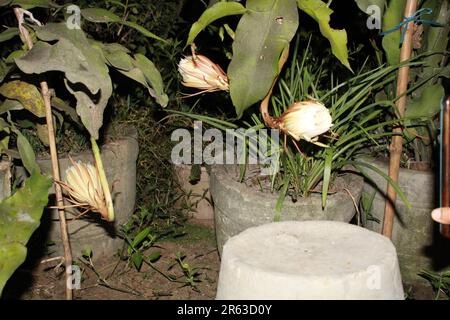 Brahma Kamal o Regina della Notte (Epiphyllum oxipetalum) Fiore Foto Stock