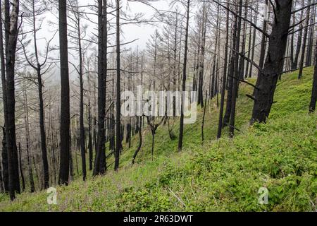 Dopo il fuoco della foresta di Woodward in California, molti alberi incendiati rimangono, ma l'ambiente inizia a guarire con la crescita del sottobosco. Foto Stock