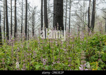 Dopo il fuoco della foresta di Woodward in California, molti alberi incendiati rimangono, ma l'ambiente inizia a guarire con la crescita del sottobosco. Foto Stock