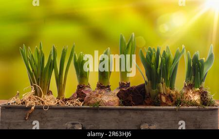 Vaso di fiori allungato con narcisi e bulbi di giacinto su un tavolo di legno con sfondo sfocato natura e svasature, concetto stagionale Foto Stock