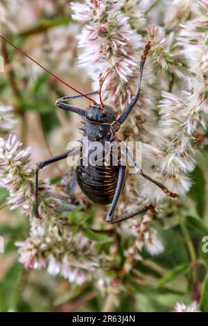 Gepanzerte Bodengrille, Etosha NP, Namibia Foto Stock