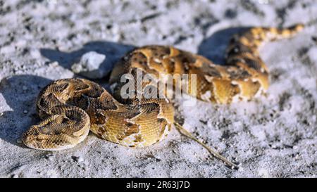 Sommatore di puff comune (Bitis arietans), Etosha NP, Namibia Foto Stock