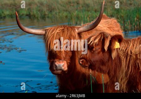Bestiame scozzese delle Highland, mucca con vitello, in piedi in stagno, mucca e vitello, vitello bambino vitello Foto Stock