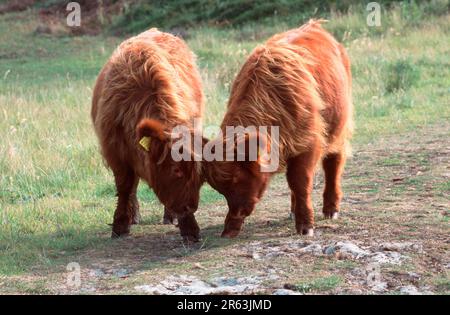 Bovini, vitelli, combattimenti, Schottisches Hochlandrinder, Kaelber, Kaempfen, [Saeugetiere, mammiferi, Haustier, Nutztier, animale di fattoria Foto Stock