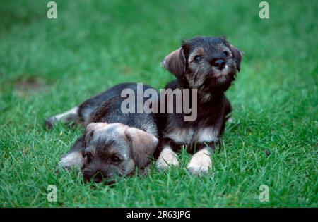 Schnauzer in miniatura, pepe e sale, cuccioli, 7 settimane, Schnauzer in miniatura, pepe e sale, cuccioli di 7 settimane (animali) (mammiferi) (mammiferi) Foto Stock