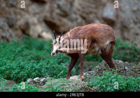 Camosci (Rupicapra rupicapra), graffiando il suo volto, GEMSE, kratzt sich, [Gaemse, Gaemse, Saeugetiere, mammiferi, animali con unghie, Paarhufer Foto Stock