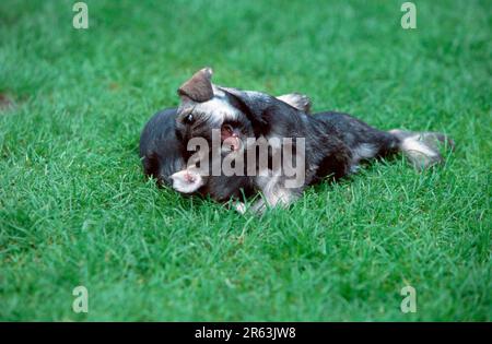 Schnauzer in miniatura, pepe e sale, cuccioli, 7 settimane, giocare insieme, Schnauzer in miniatura, pepe e sale, cuccioli, 7 settimane di età, gioco Foto Stock