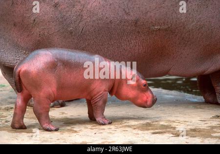 Ippopotamo, giovane animale vicino alla madre, ippopotamo (ippopotamo anfibio) (mammiferi) (ungulati) (artiodattili) (fuori) (fuori) Foto Stock