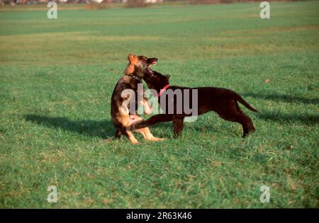 Cani pastore tedeschi, cuccioli, 3 mesi, alsaziani Foto Stock