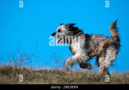 Pastore dei Pirenei, corsa, Berger des Pyrenees, Pastore dei Pirenei, corsa (Pastore dei Pirenei) (animali) (mammiferi) (cane domestico) (animale domestico) Foto Stock