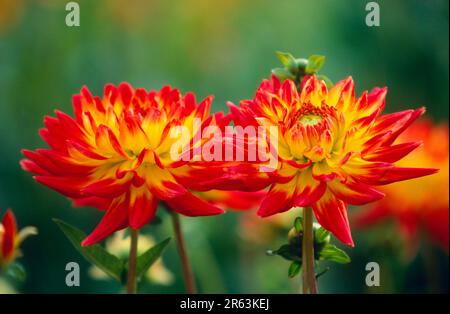 Semicactus Dahlia 'Aloha' (Dahlia x cultorum) Foto Stock