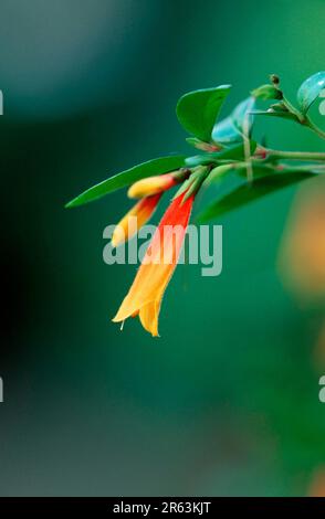 Jacobinia (Jacobinia pauciflora) (Libonia floribundana), Jacobinia, ornamentali, fiori, Acanthaceae, Brasile, fiori, fiore, verde, giallo, giallo Foto Stock